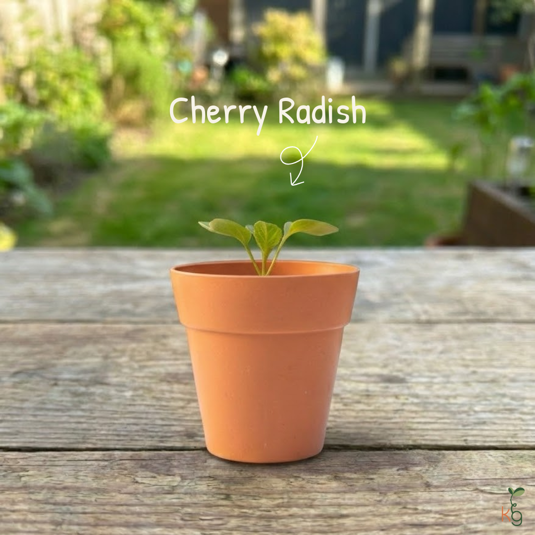 Grow Your Own Cherry Radish with Small Pot