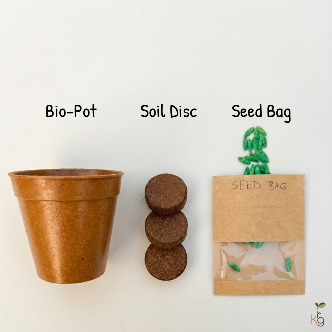 Grow Your Own Basil with Small Pot