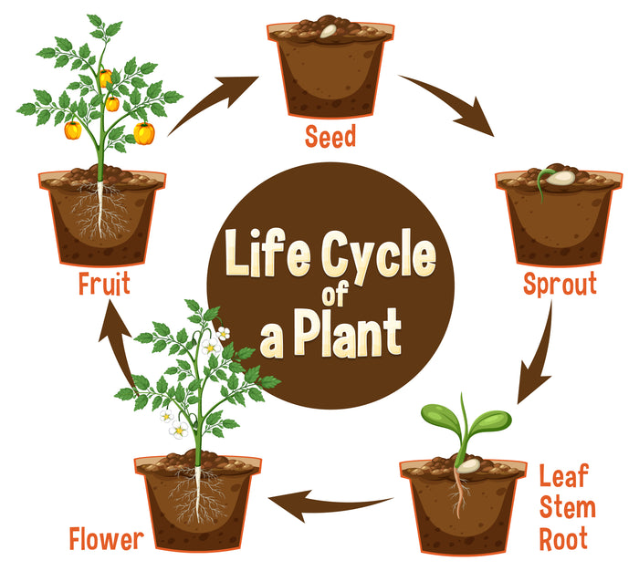 Plant Life Cycle Lesson