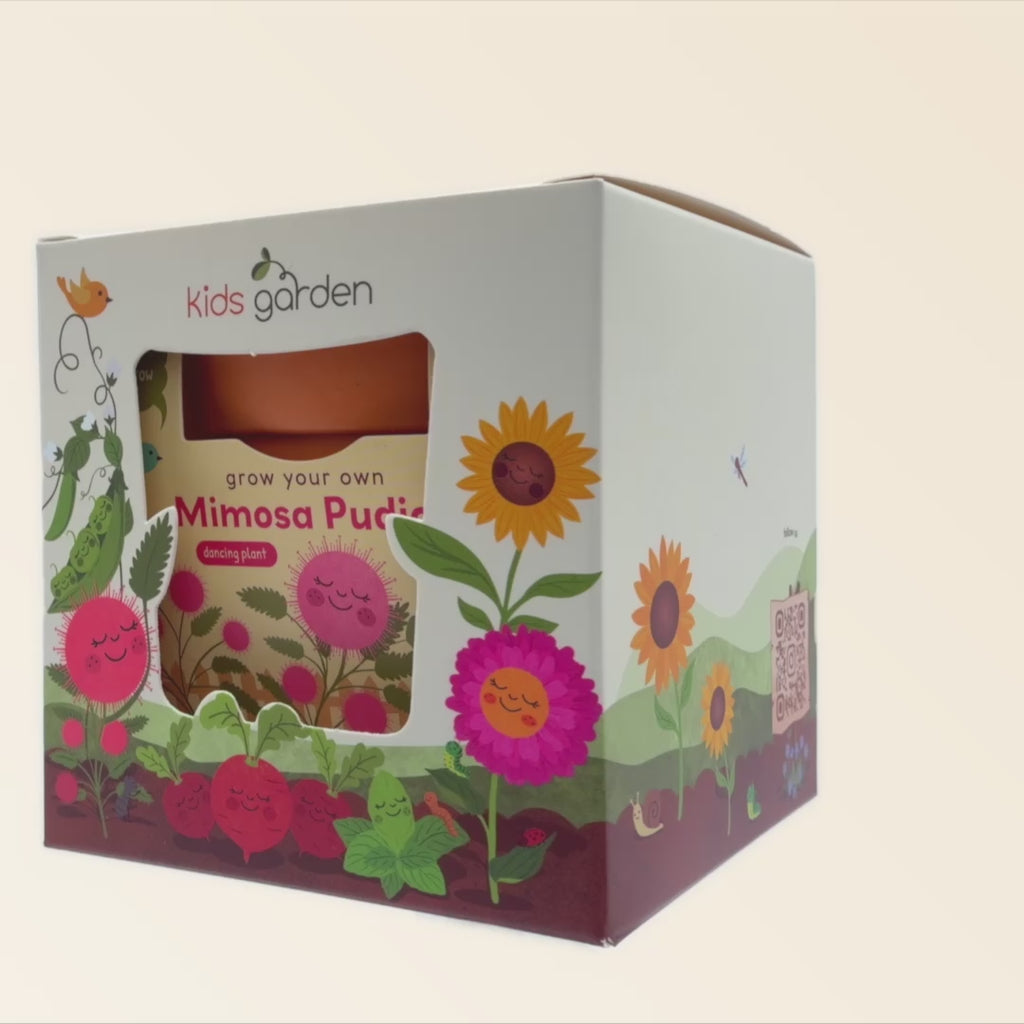 Mimosa Grow Kit